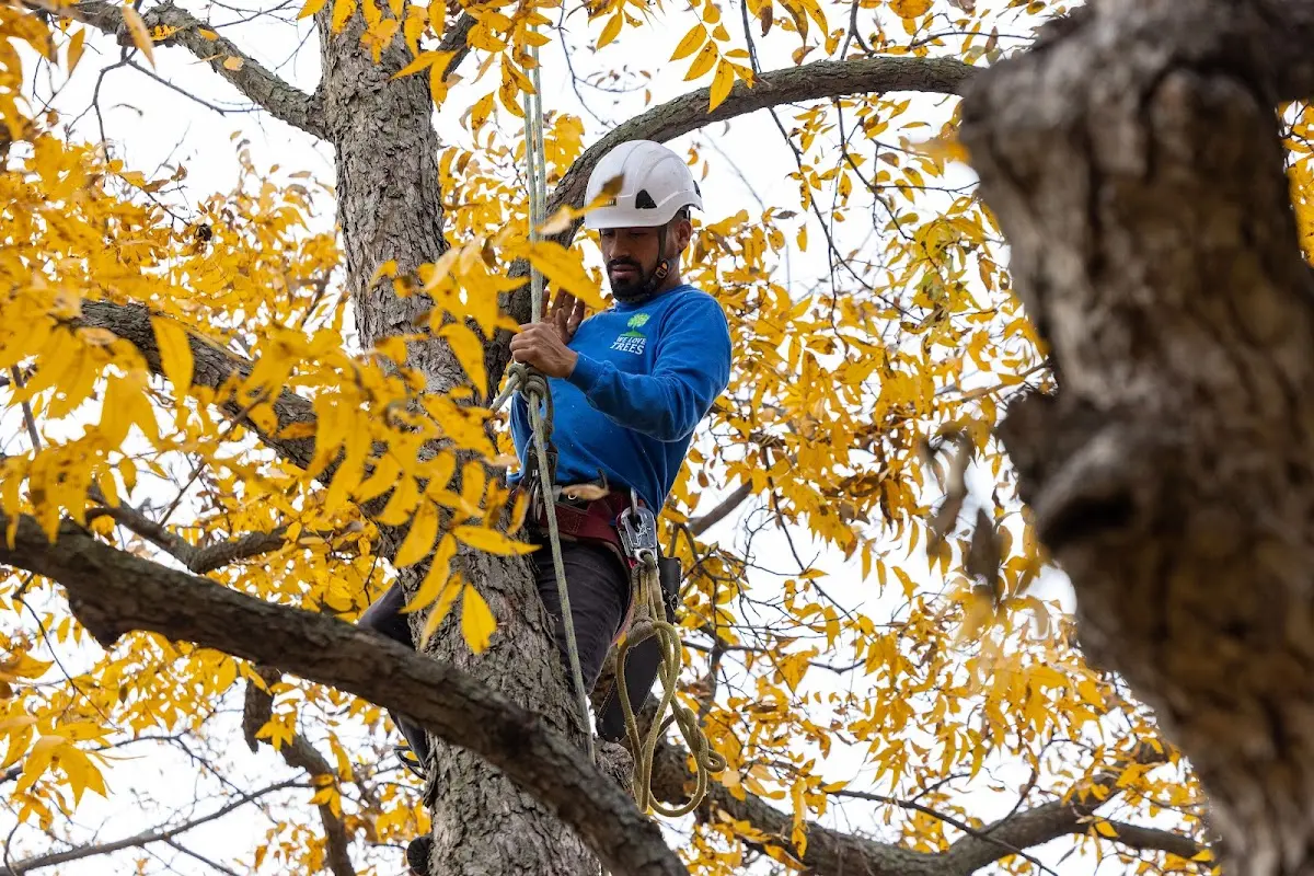Skilled Tree Planing crew working in Plainfield